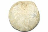 Unprepped Jurassic Sea Urchin (Clypeus) Fossil - England #325950-1